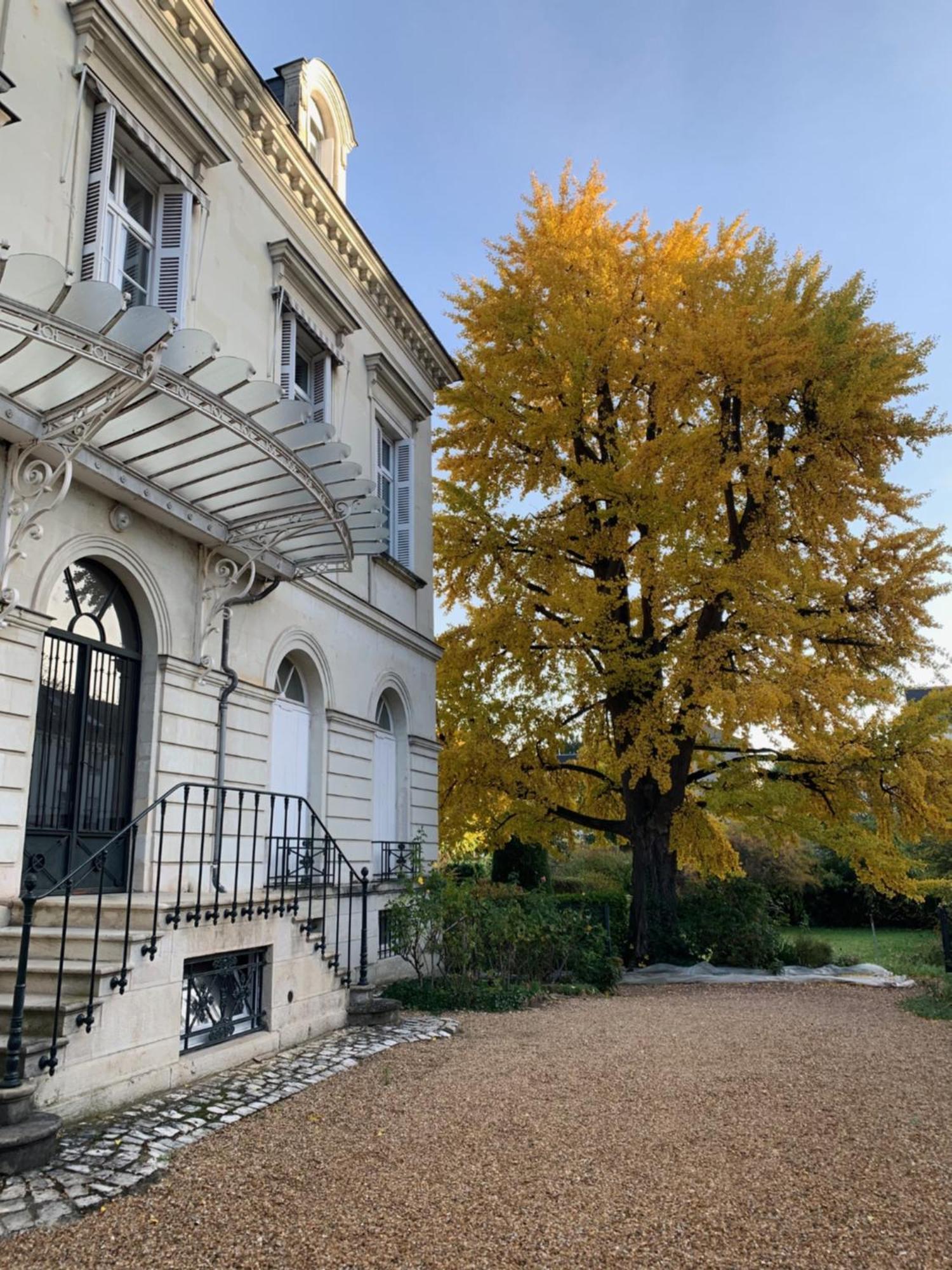 A L'Abri Du Ginkgo Lejlighed Tours Eksteriør billede